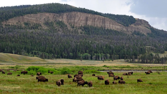 Lamar Valley Bison