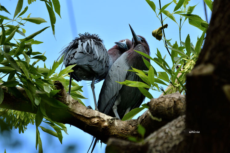 Little Blue Herons 