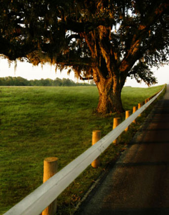 Heritage oak near Loop 1604