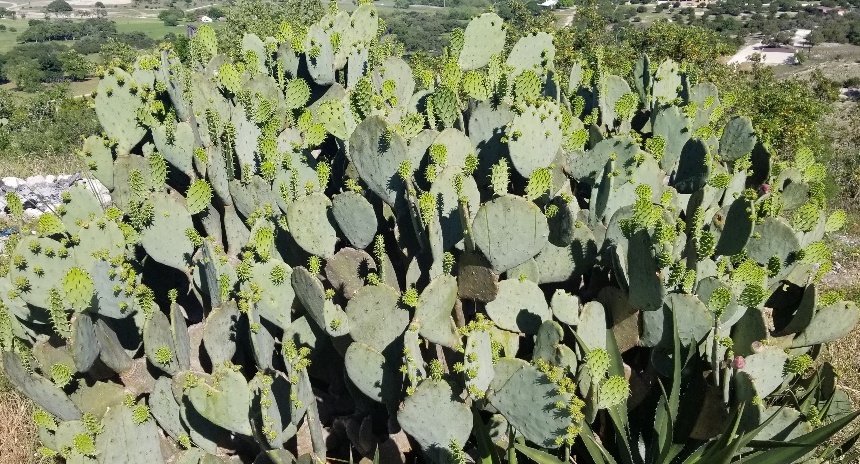 Large cactus plant