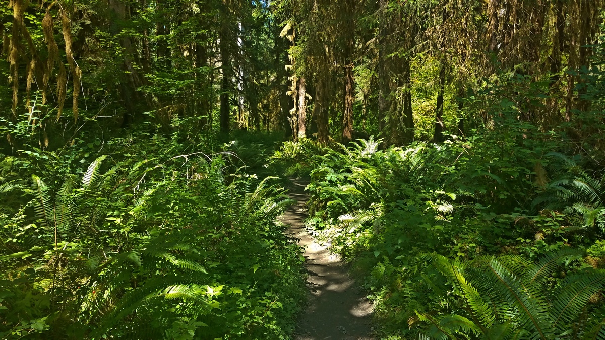 The Hoh River Trail