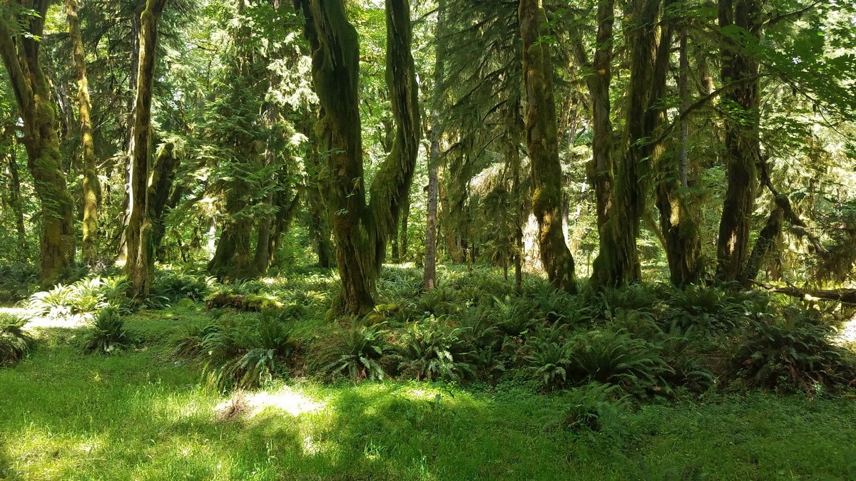 Maple Glade Forest trail