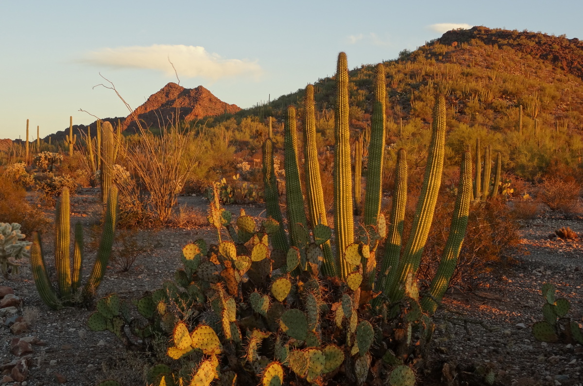 Organ pipe cactus