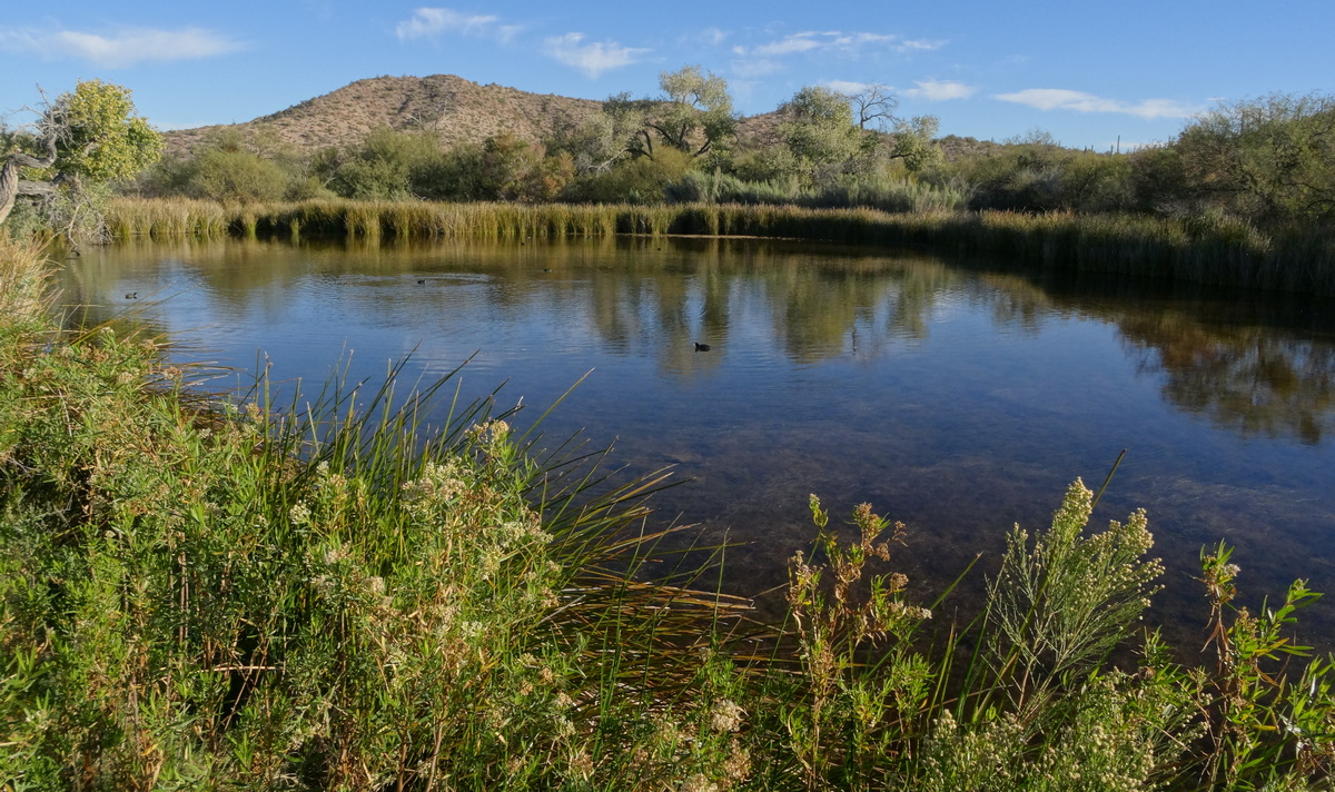 Quitobaquito pond. A few American coots on the water.