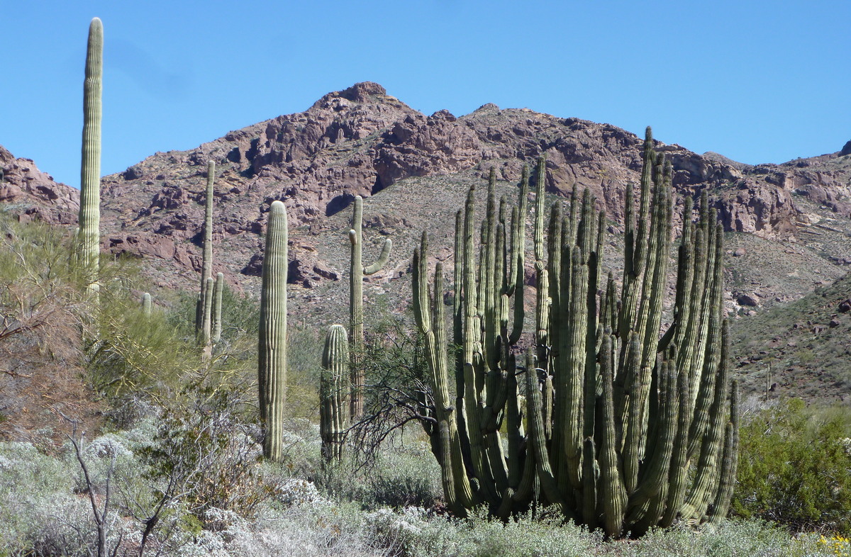 Senita cacti right and saguaros left.