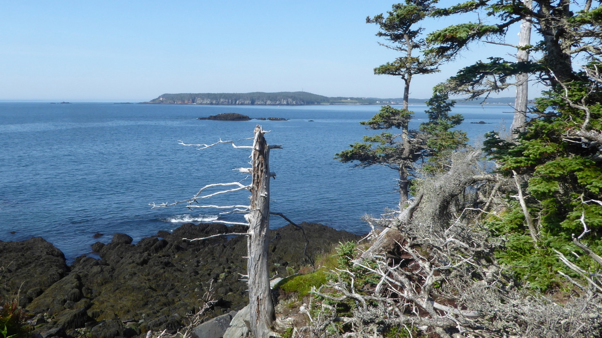 Easternmost point in the US, in Quoddy Head State Park, Maine.