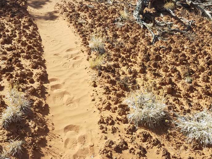 A trail through soil crusts