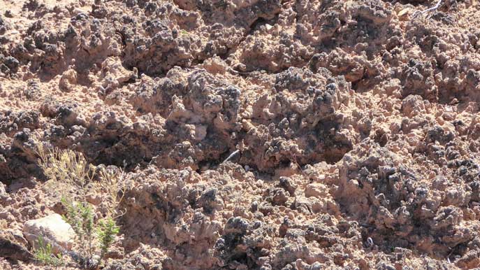 Cryptogamic soil
