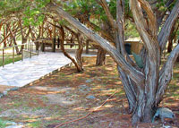 Cedar at Laity Lodge