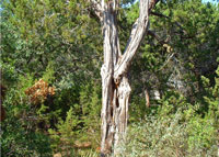 Cedar at Laity Lodge