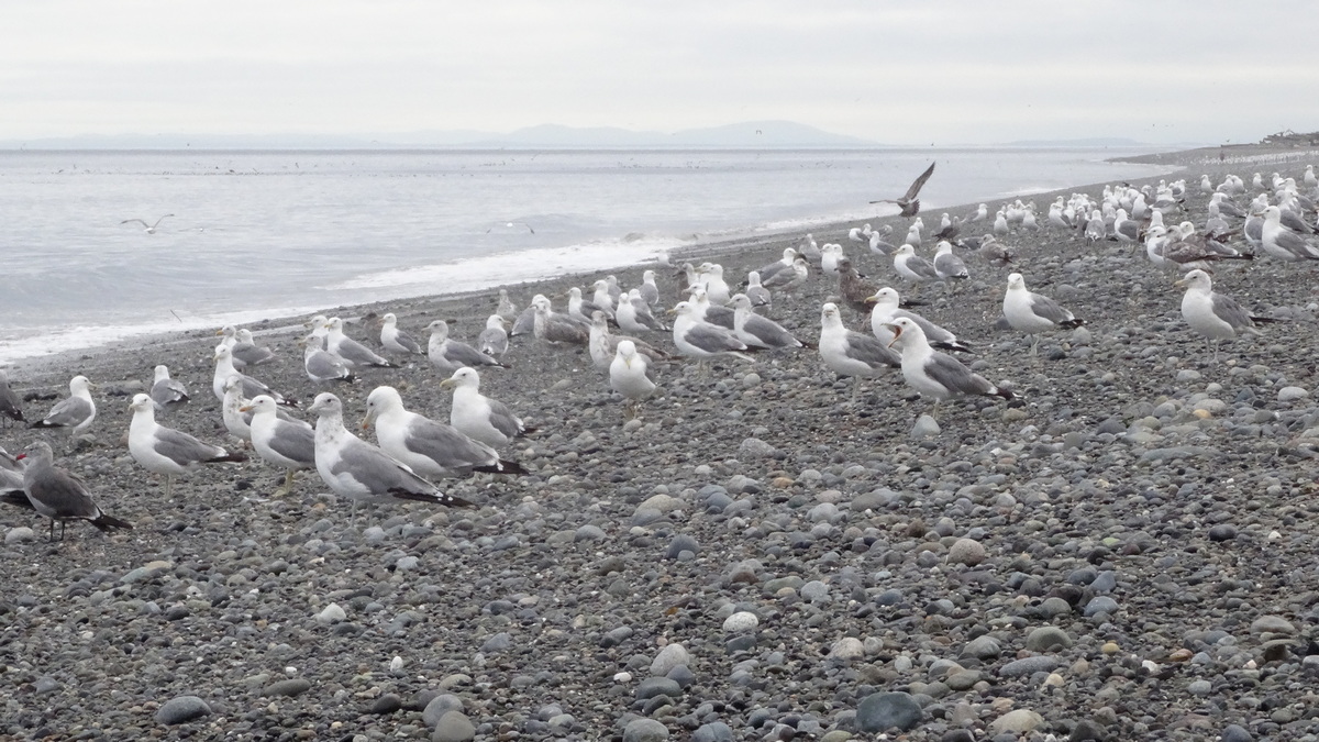 herring gulls were all along the Dungeness Spit