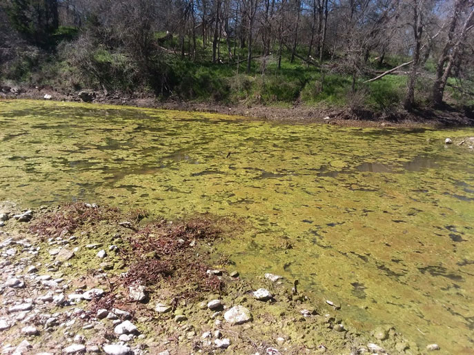 Algae from treated sewage 