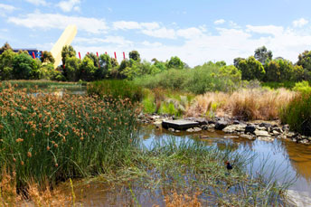 Constructed Wetlands at Royal Park in Melbourne