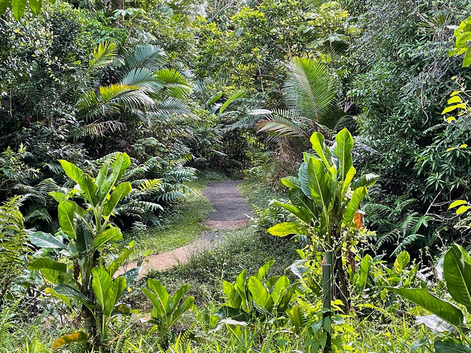 Rainforest