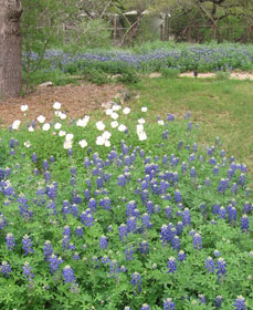 bluebonnets in front of rainwater tanks