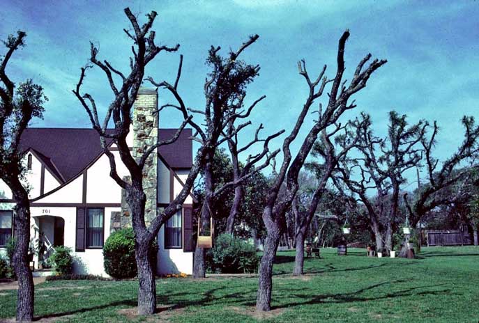 A foggy day on the Appalachian Trail