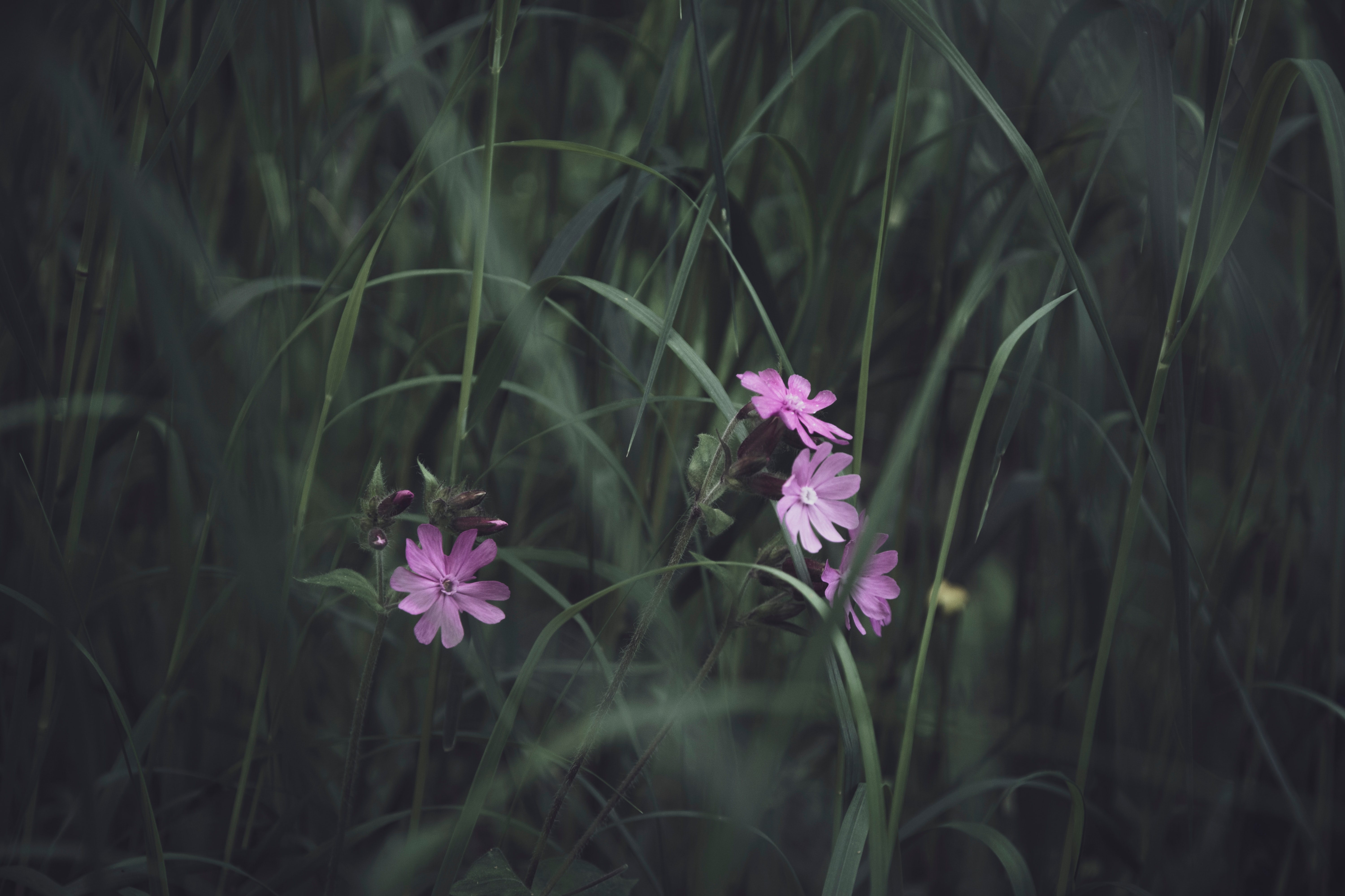 Small pink flowers among blades of grass.