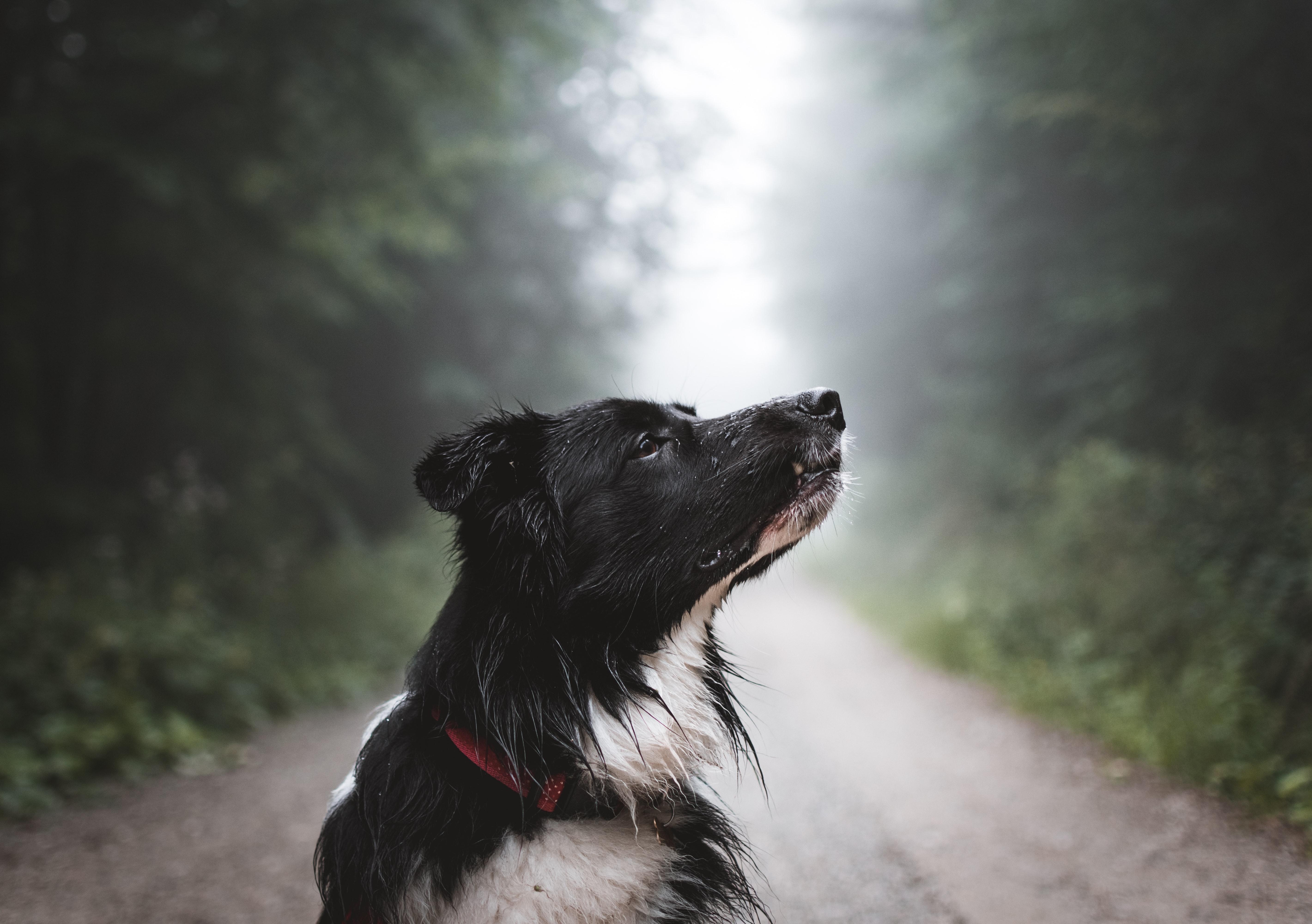 White and black dog smells the air on a road in the woods.