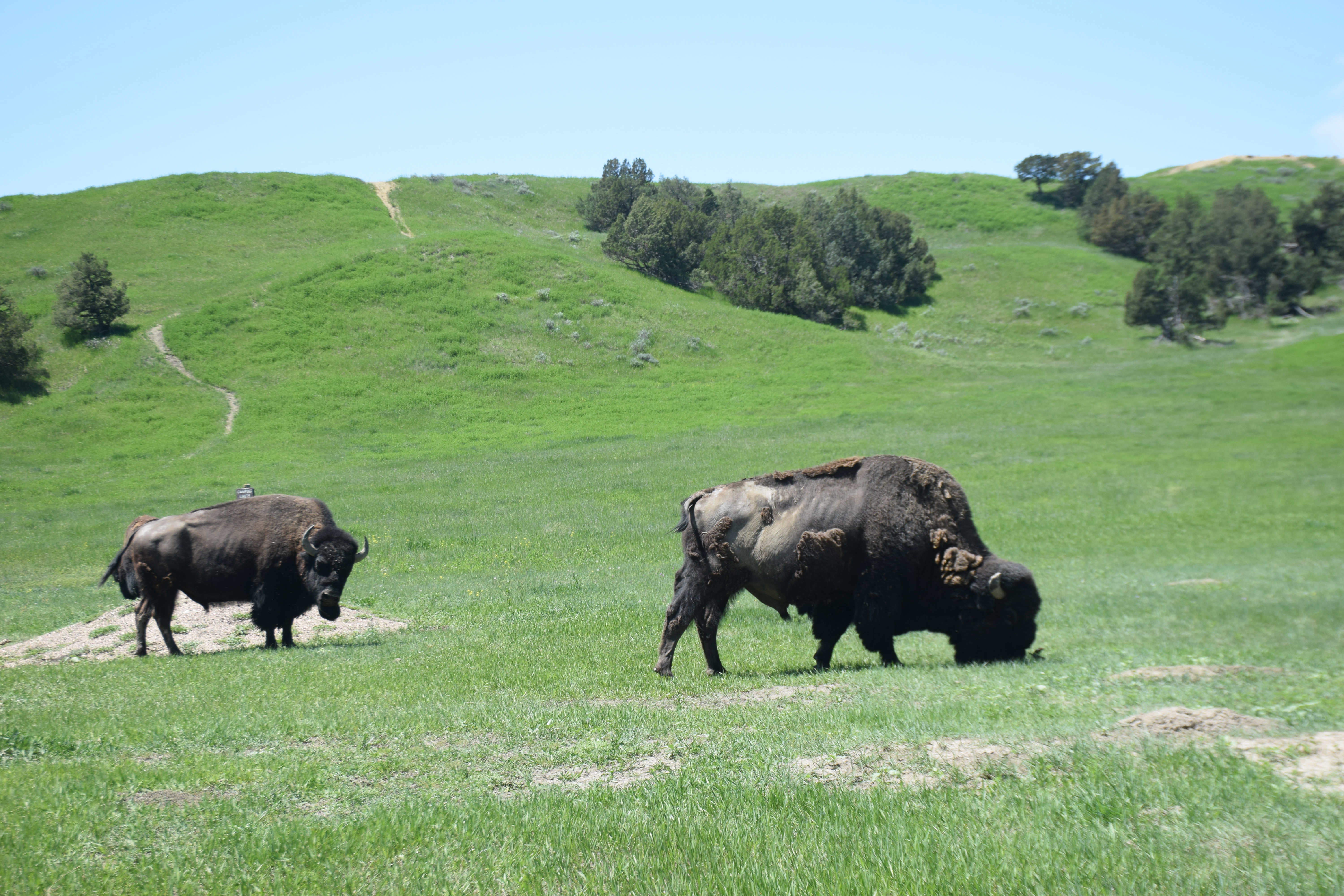Buffalo grazing