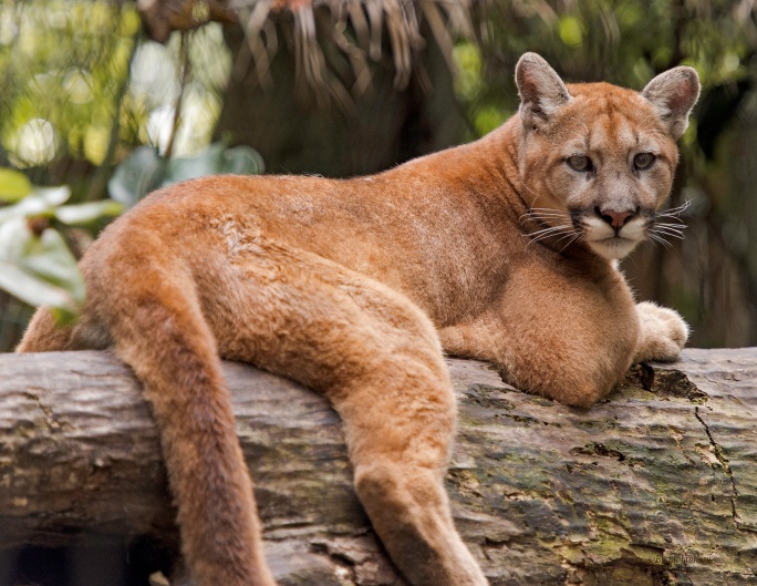 Florida Panther Protection | Sierra Club