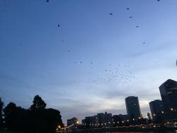 Crows