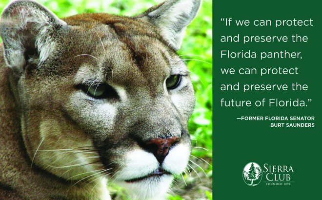 florida panther quote