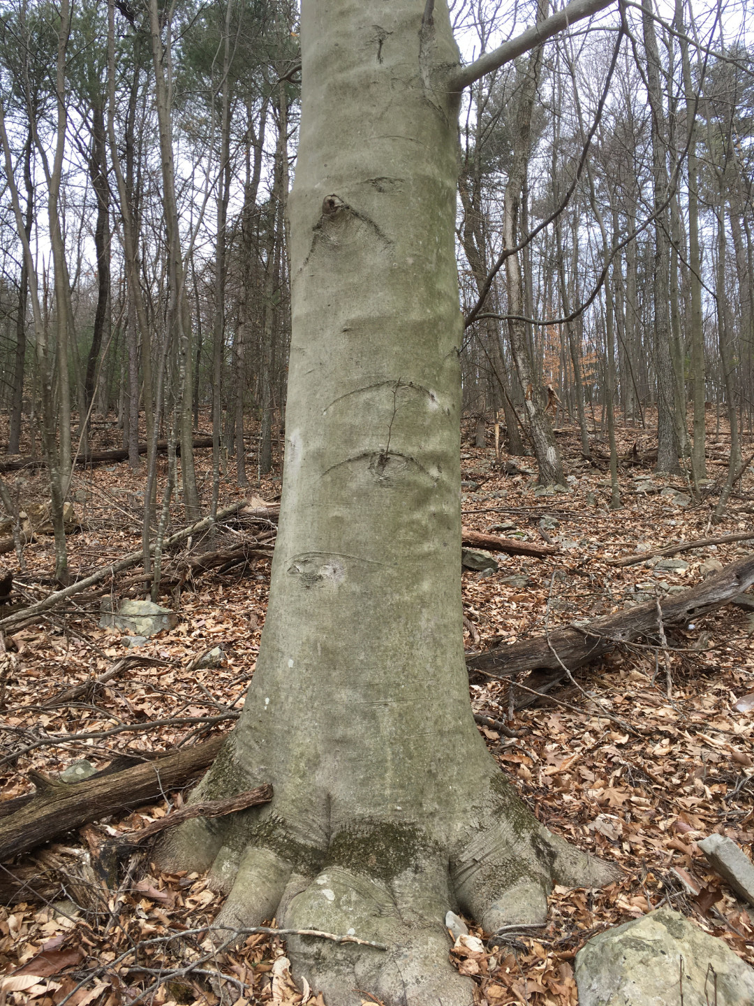 American Beech Fagus grandifolia Photo by Bob Rebuck American beech tree