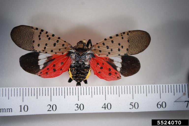 Spotted lanternfly