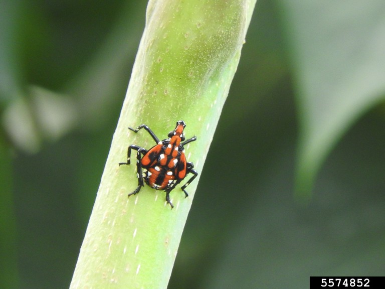 Spotted lanternfly nymph