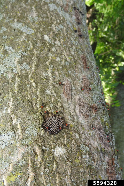 Spotted lanternfly nymph