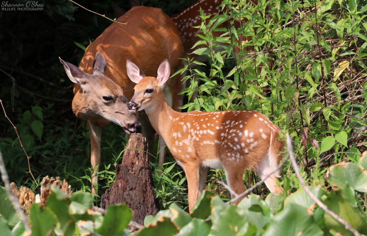 Deer by Shannon O'Shea Doe and fawn