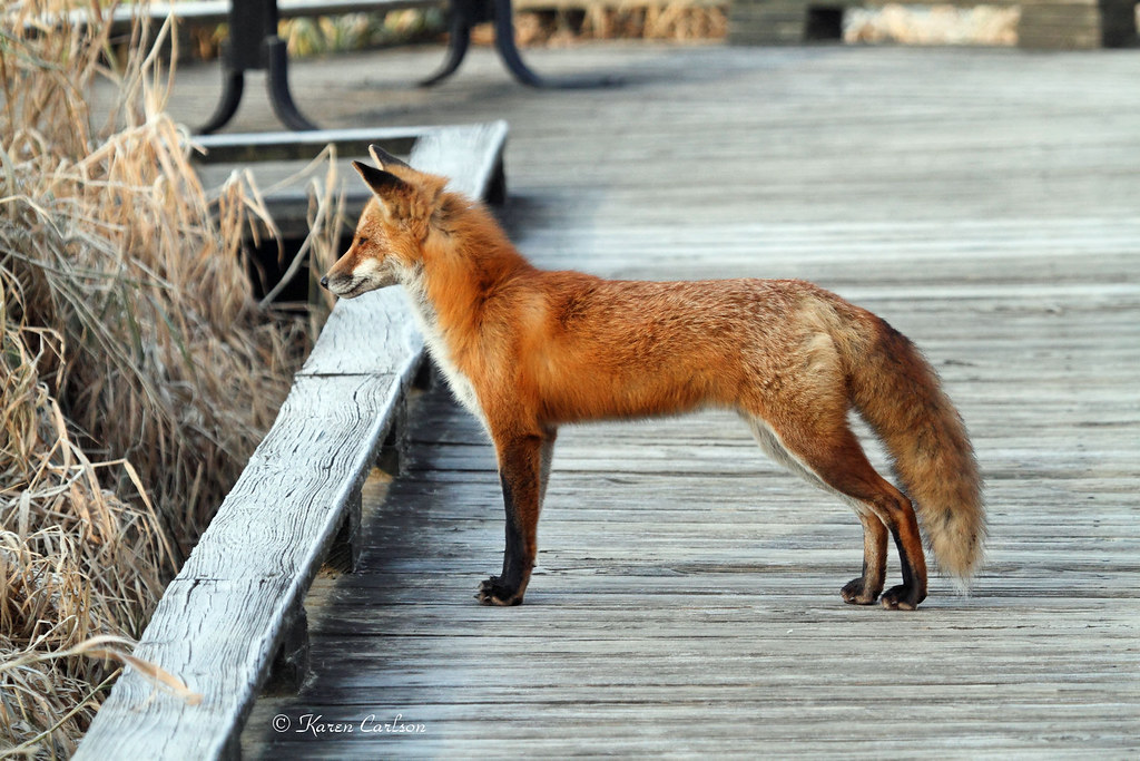 Red fox by Karen Carlson Red fox at Wildwood
