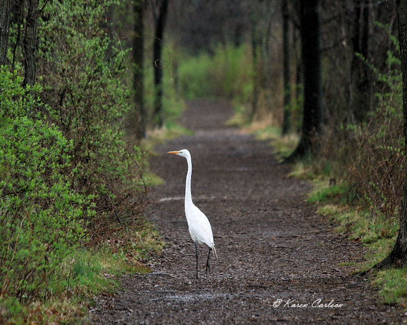 Great egret by Karen Carlson Great egret at Wildwood