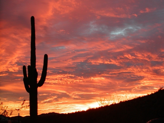 Orange-Sunset-Cactus-Arizona-NPS-2006-public-domain-Saguaro-National-Park-courtesy-of-the-National-Park-Service