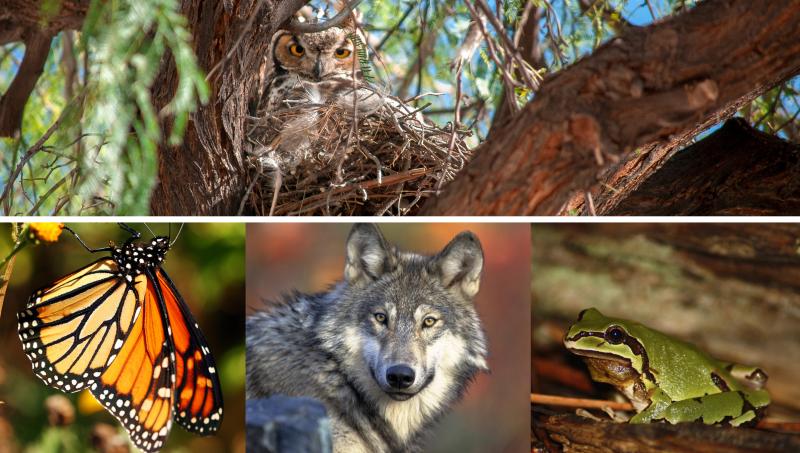 A sampling of some of Arizona’s diverse wildlife: Great horned owl by Ricardo Small, Monarch butterfly by Louise Docker, Mexican gray wolf courtesy of USFWS, and AZ Treefrog. 