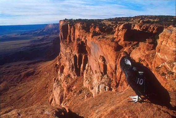 California condor