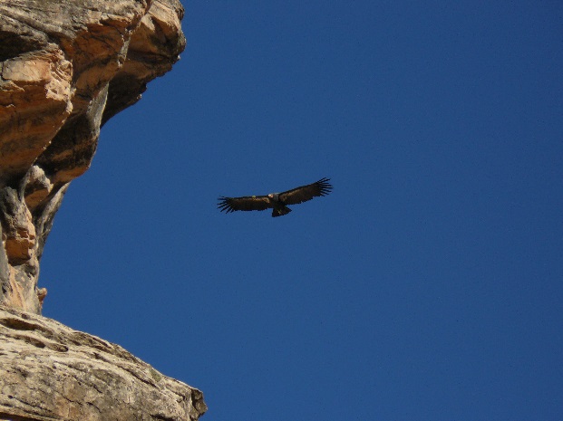condor