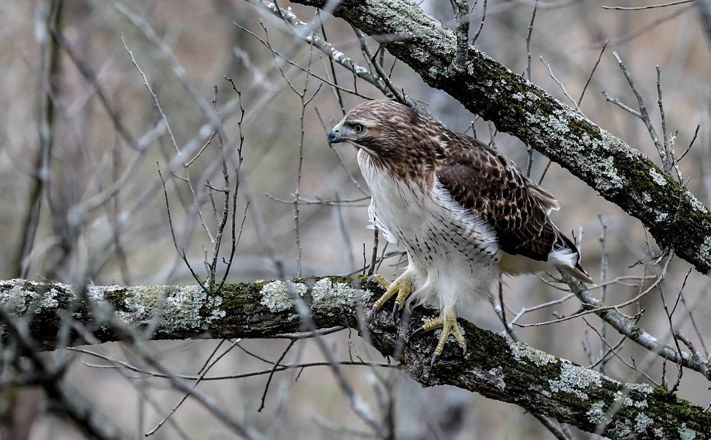 redtail