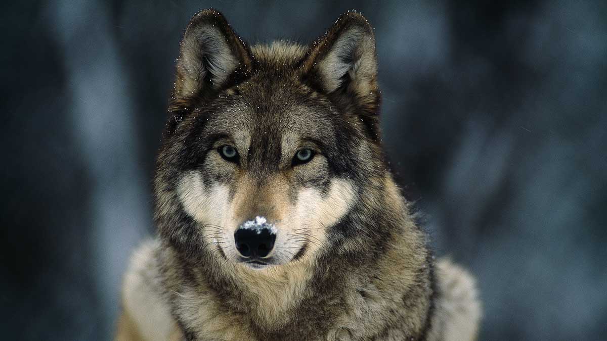 Gray Wolf - Maya