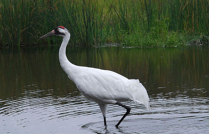 Whooping Crane