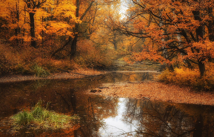 Autumn forest