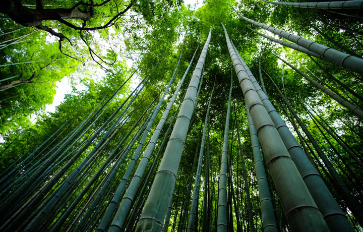 bamboo forest