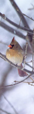 Cardinal