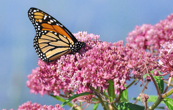 Monarch on milkweed