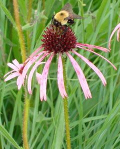 Bumblebee