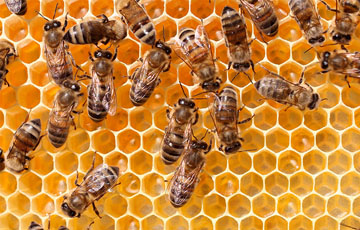 Beehive