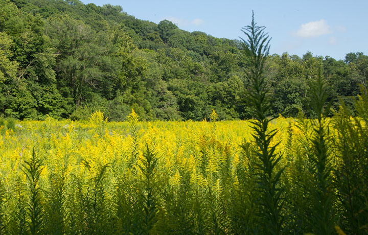 Spring Creek Goldenrod