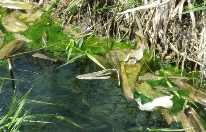 algae bloom