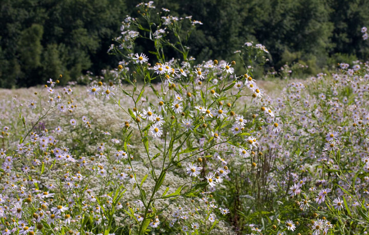 decurrent false aster
