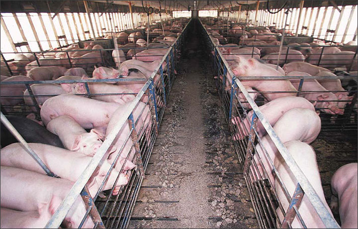 Hog CAFO Interior